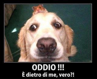 Immagine Divertente - 15/03/2013