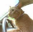 POPI POPI... LEVATEVEEEEE... PISTAAAA... E' TARDI DEVO COLLEGAMME SU FACEBOOK !! - 25/03/2012