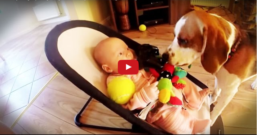 IL CANE RUBA I GIOCHI ALLA NEONATA, POI SI PENTE E SI SCUSA - VIDEO DIVERTENTISSIMO - 01/03/2016