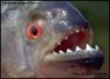 TE LO DEVO PROPRIO DI'... SEI SIMPATICO COME UN PIRANHA NE MUTANDE !! - 26/03/2012