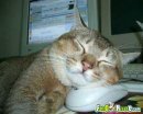 STO FACEBOOK ME STA A ROVINA'... OGNI SERA LA STESSA STORIA!! RONF... RONF... RONF... - 26/03/2012