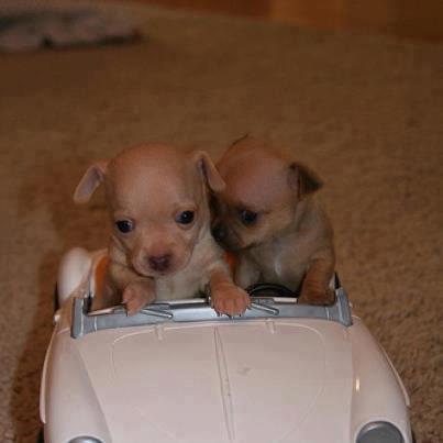 ANDO' ME PORTI STASERA ?! - 17/06/2012
