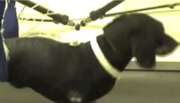 JASPER, IL CANE PARALIZZATO CHE CAMMINA GRAZIE A UN TRAPIANTO - VIDEO - 21/11/2012