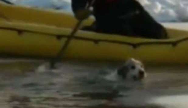 CANE SCIVOLA NEL FIUME GHIACCIATO, IL VIDEO DEL SALVATAGGIO LAMPO - GUARDA - 21/11/2012