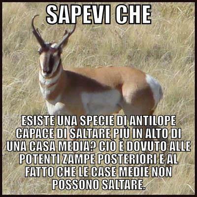 Immagine Divertente - 19/01/2013