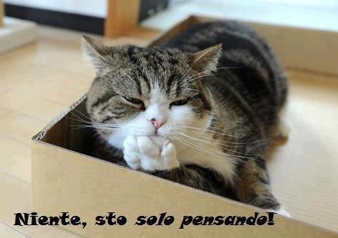 Immagine Divertente - 22/02/2013