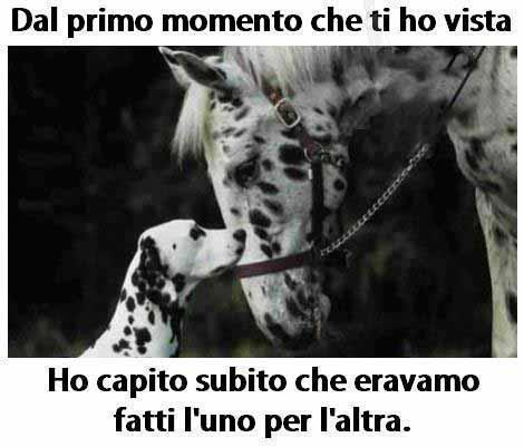 Immagine Divertente - 02/04/2013