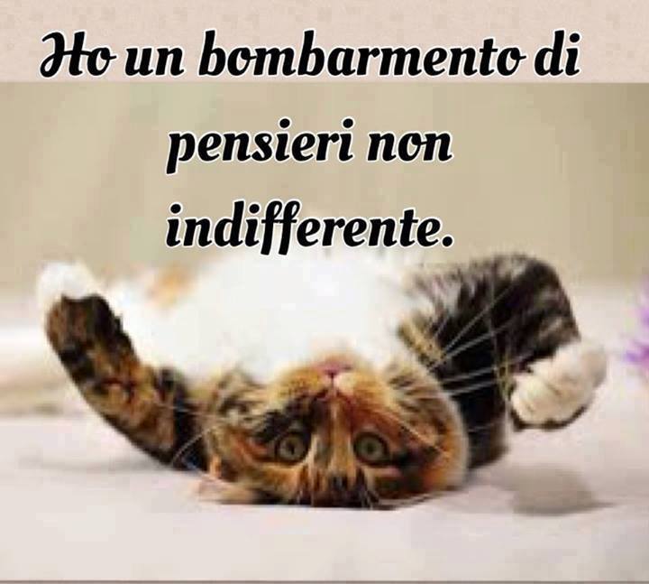 Immagine Divertente - 04/09/2013