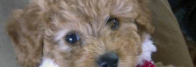 ECCO LA NUOVA RAZZA DI CANE CHE NON INVECCHIA MAI. SI CHIAMA CAVA-POO- CHON: ''VIVE 20 ANNI'' - 24/11/2013