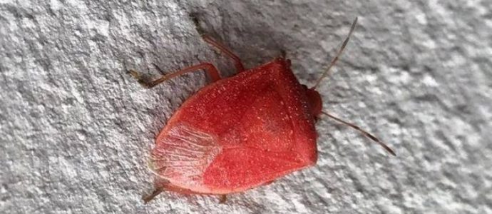 ALLARME CIMICI ROSSE IN ITALIA. L'ESPERTO: ''FATE MOLTA ATTENZIONE, ENTRANO IN CASA ATTRAVERSO...'' - 26/10/2016