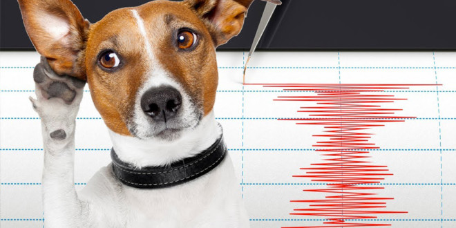 CANI E GATTI AVVERTONO IL TERREMOTO IN ANTICIPO: ECCO IL MOTIVO - 28/10/2016