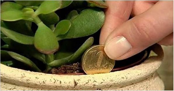 LA PIANTA CHE TI RENDE RICCO E FELICE: ECCO PERCHE' - 28/10/2016