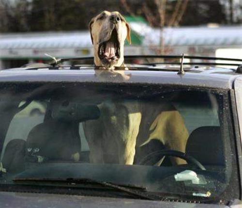 Immagine Divertente - 01/04/2012