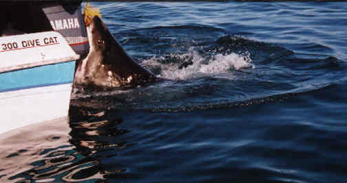 Immagine Divertente - 01/04/2012