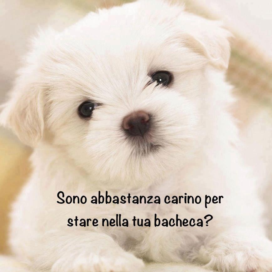 Immagine Divertente - 06/10/2012