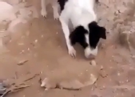 CANE ''UMANO'' CHE SEPPELLISCE UN CUCCIOLO MORTO - VIDEO - 27/06/2013