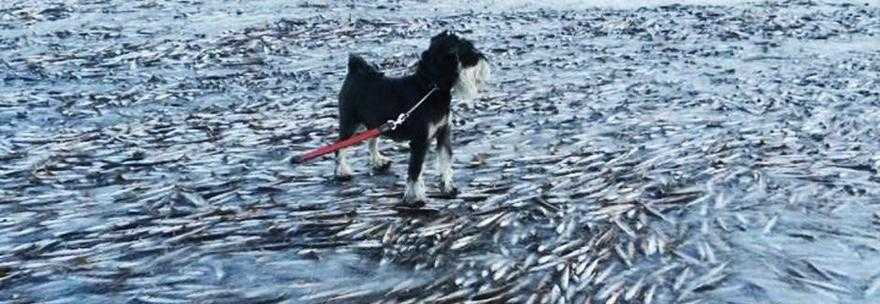 IL FREDDO CONGELA MIGLIAIA DI PESCI NEL LAGO. LA FOTO DIVENTA VIRALE SUL WEB - 20/01/2014