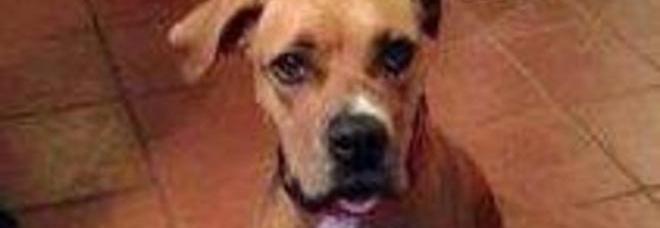 ASPETTANO UN FIGLIO E DECIDONO DI SOPPRIMERE LA CAGNOLINA. SCATTA LA SOLIDARIETÀ SUL WEB - 29/01/2014