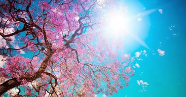 QUEST'ANNO LA PRIMAVERA ARRIVA OGGI INVECE DEL 21 MARZO. ECCO PERCHE' - 19/03/2014