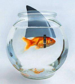 CHE CE FA 'N PESCIOLINO ROSSO DENTRO L'ACQUA FRIZZANTE? ... - 17/03/2012