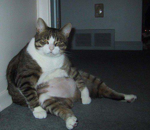 HO PROVATO A SEGUI' 'NA DIETA... MA ERA PIU' VELOCE DE ME !! - 19/03/2012