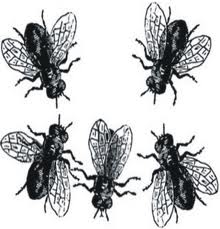 C'E' 'NA FAMIJA DE MOSCHE CHE STA SU 'NA CACCA... - 19/03/2012