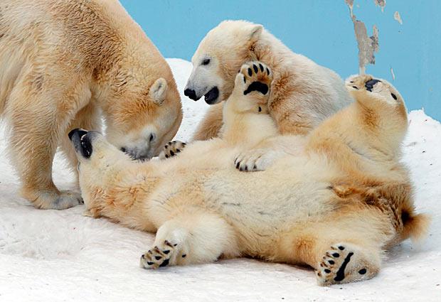 A NOI CHE CE PIACE... FACCE FA' 'E COCCOLE !! - 19/03/2012