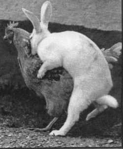 SI AR MATTINO TE DOVESSI SVEJA' E TE RITROVI 4 TESTICOLI, NUN DEVI ESULTA'... ER NEMICO E' SEMPRE ALLE SPALLE !! - 04/03/2012