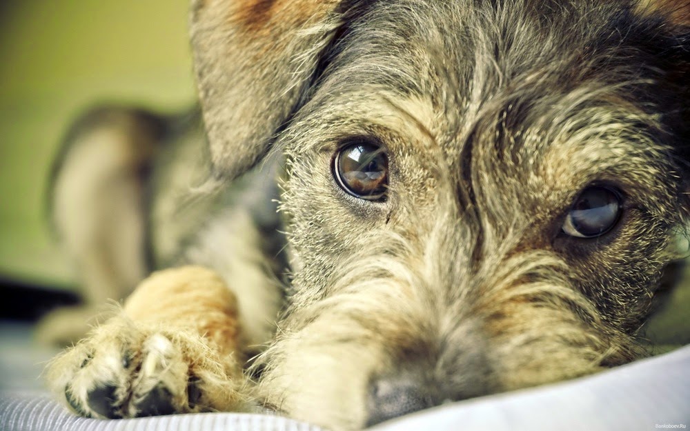 IL TUO CANE RICONOSCE I BUGIARDI E NON SI FIDA DI LORO - 25/11/2015