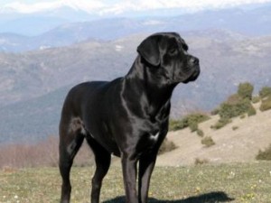 Donna aggredita dai suoi due cani, è in fin di vita - 31/03/2013