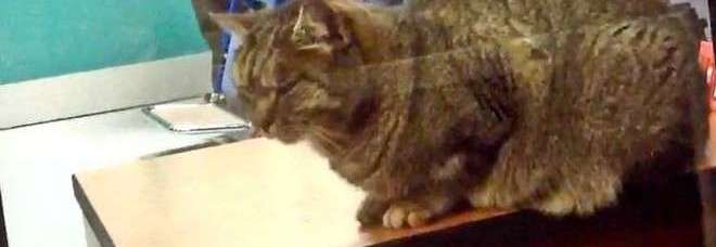 ROMA, UN GATTO VIVE NELLA SALA D'ATTESA DEL PRONTO SOCCORSO DELL'OSPEDALE - 09/01/2014