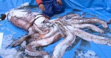 L'INVASIONE DEI CALAMARI GIGANTI: FINO A 13 METRI DI LUNGHEZZA E 275 KG DI PESO - 26/02/2014