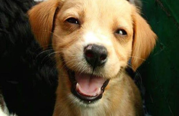 LE DIECI COSE CHE INFASTIDISCONO I CANI - 04/06/2015