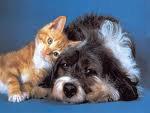 DU' COSE M'HANNO SEMPRE SORPRESO... L'INTELLIGENZA DEGLI ANIMALI E 'A BESTIALITA' DEGLI UOMINI !! - 10/03/2012