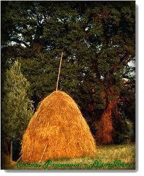 SO' COSI' SFORTUNATO CHE SE METTO 'A MANO NEL PAGLIAIO... SICURAMENTE ME PUNGO CO' L'AGO !! - 10/03/2012