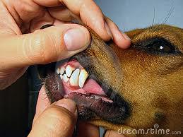 TRA DUE AMICI: - 12/03/2012