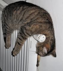 OH, MA CHE TE SEI ADDORMITO? ... NO, STO SOLO A RIPOSA' L'OCCHI !! - 12/03/2012