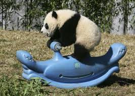 NELLA PROSSIMA VITA... VOJO FA' ER PANDA !! - 13/03/2012