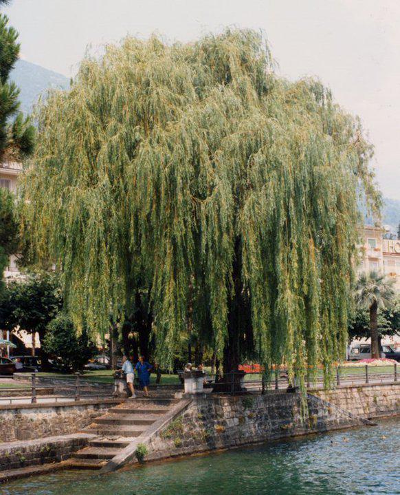 MA PERCHE' SEI SALITO SULL'ALBERO ?? ... CHE NE SO', MANNO DETTO SALICE !! - 13/03/2012