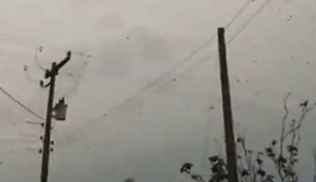 RAGNATELA GIGANTE CON MILIONI DI RAGNI: VIDEO BOOM SUL WEB - GUARDA - 18/02/2013