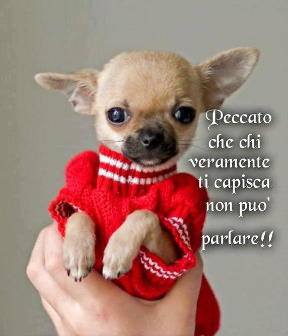 Immagine Divertente - 20/02/2013