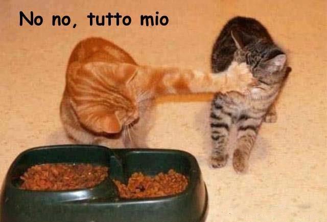 Immagine Divertente - 08/03/2013