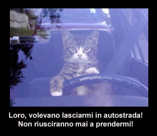 Immagine Divertente - 09/03/2013