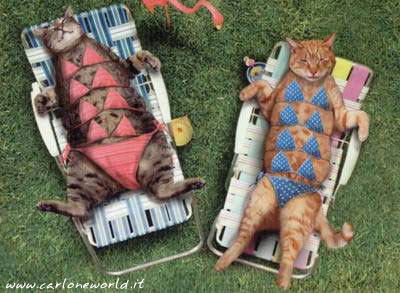 Immagine Divertente - 15/04/2012