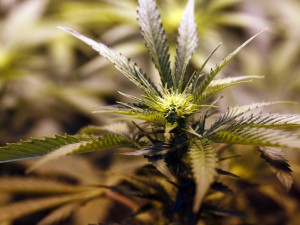 Coltivare marijuana in casa non è reato: lo stabilisce una storica sentenza - 21/03/2013