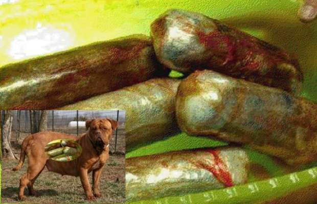 Droga, strage di cani. Erano contenitori per trasportare ovuli - 19/03/2013