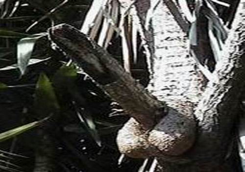 Scherzo della natura - 19/03/2012