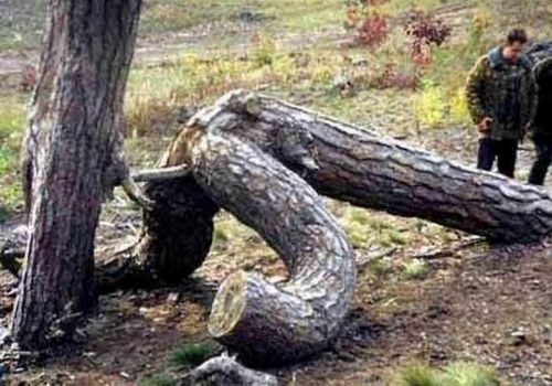 Scherzo della natura - 19/03/2012