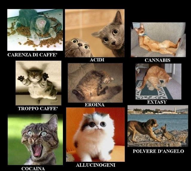 I GATTI DE OGGI !! - 12/04/2012