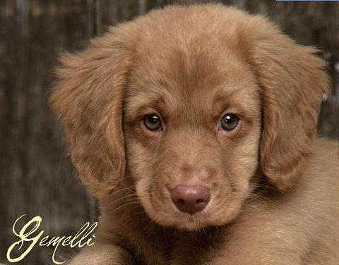 Il tuo segno zodiacale per ogni cucciolo: GEMELLI - 17/04/2012